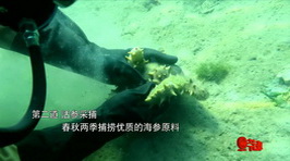 海參,大連海參,曉芹海參,海參加工 海參,大連海參,曉芹海參,海參加工