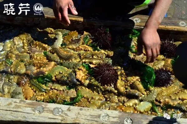 曉芹,曉芹佛跳墻,新品,新產(chǎn)品,佛跳墻 曉芹,曉芹佛跳墻,新品,新產(chǎn)品,佛跳墻