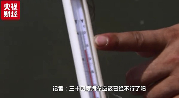 海參,大連海參,高溫,曉芹海參,秋參,漲價(jià) 海參,大連海參,高溫,曉芹海參,秋參,漲價(jià)