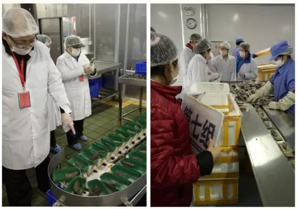 曉芹海參,海參,大連海參,遼寧海參,工廠參觀 曉芹海參,海參,大連海參,遼寧海參,工廠參觀