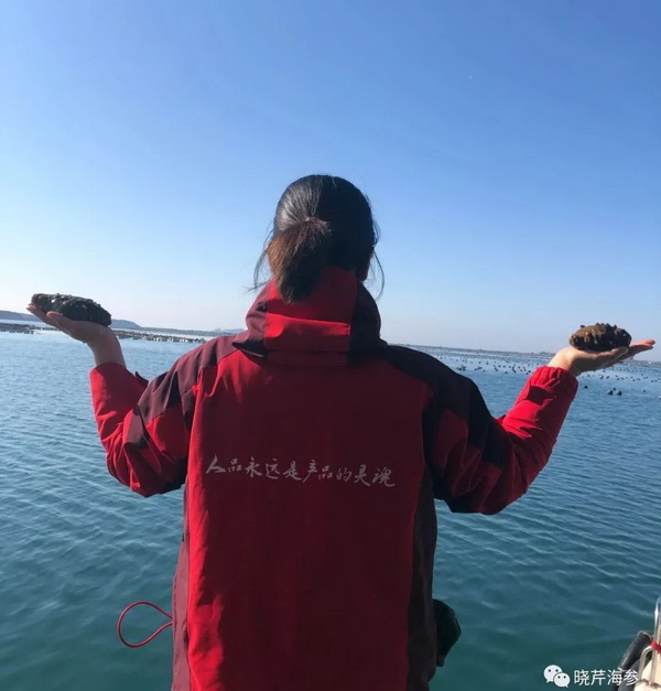 大連海參,曉芹海參,海參,海參捕撈,海參原產(chǎn)地,秋參.jpg 大連海參,曉芹海參,海參,海參捕撈,海參原產(chǎn)地,秋參.jpg