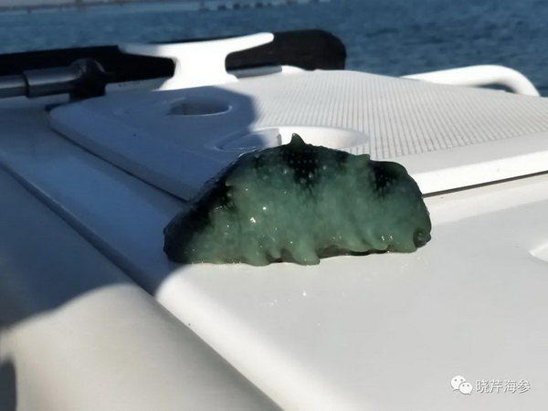 大連海參,曉芹海參,海參,海參捕撈,海參原產(chǎn)地,秋參.jpg 大連海參,曉芹海參,海參,海參捕撈,海參原產(chǎn)地,秋參.jpg